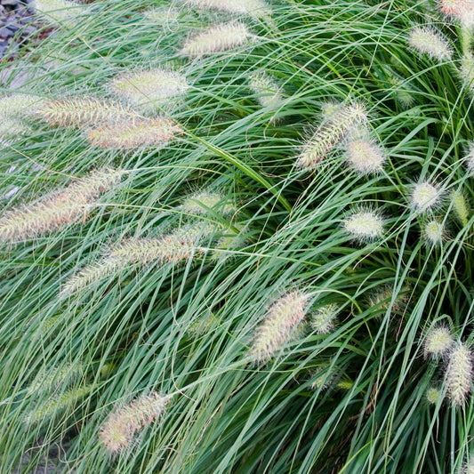 Pennisetum alopecuroides 'Hameln' (Cenchrus) (7994782482687)