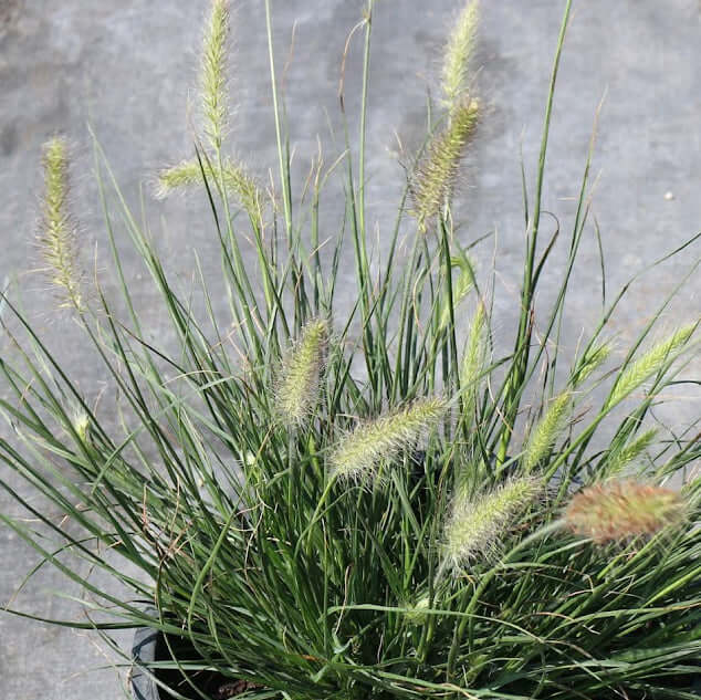 Pennisetum alopecuroides 'Hameln' (Cenchrus) (7994782482687)