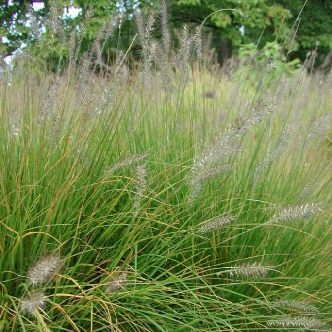 Pennisetum alopecuroides 'Hameln' (Cenchrus) (7994782482687)