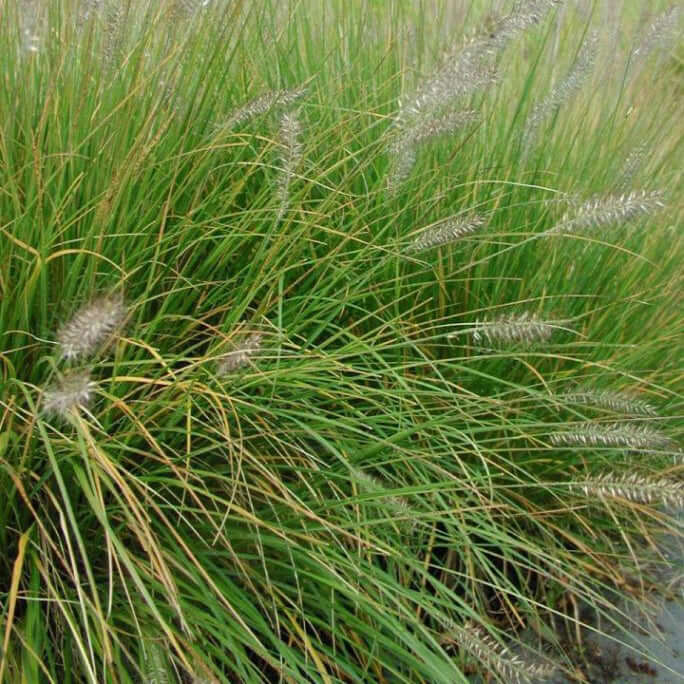 Pennisetum alopecuroides 'Hameln' (Cenchrus) (7994782482687)