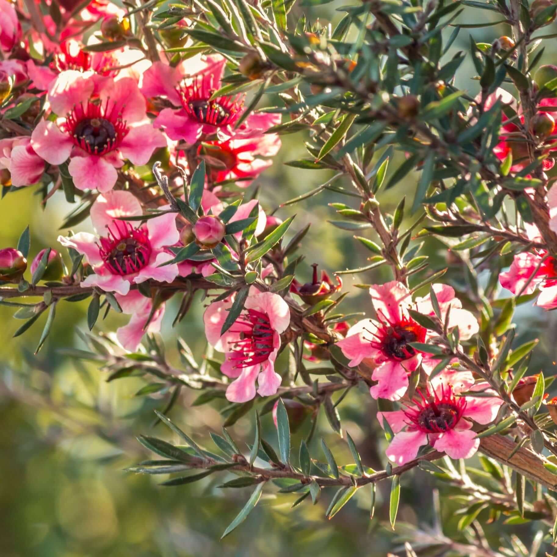 Helene Strybing New Zealand Tea Tree (7823951593727)