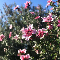 Helene Strybing New Zealand Tea Tree (7823951593727)