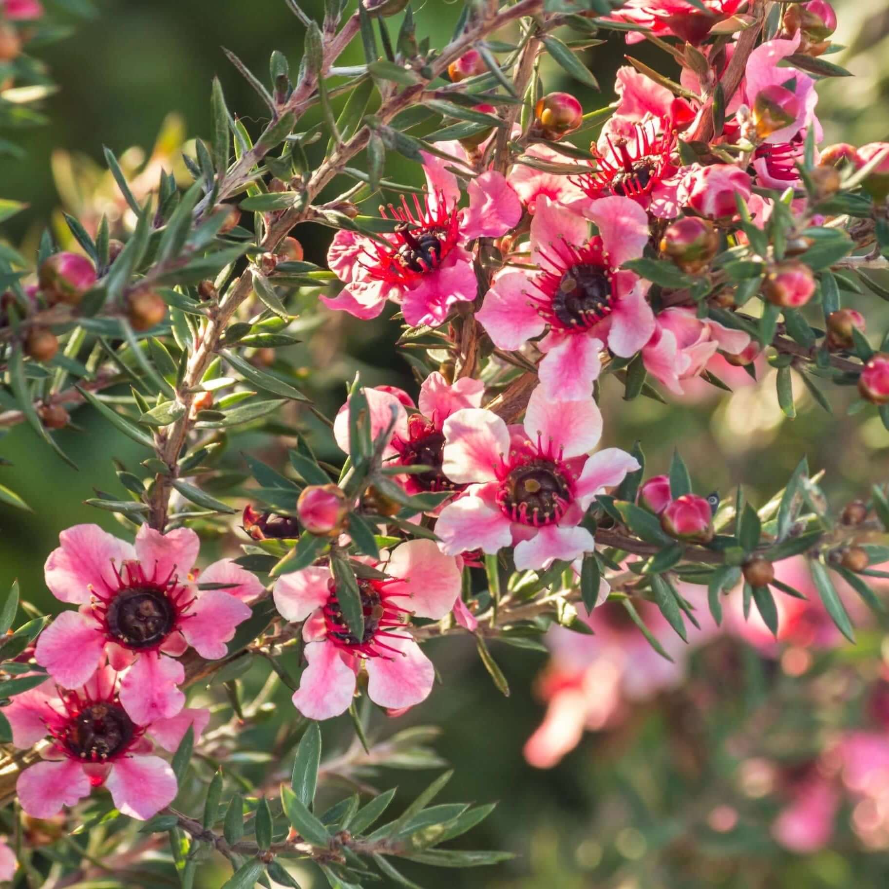 Helene Strybing New Zealand Tea Tree (7823951593727)