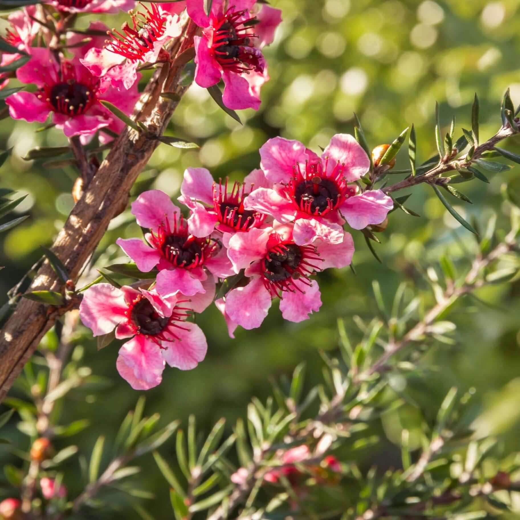 Helene Strybing New Zealand Tea Tree (7823951593727)