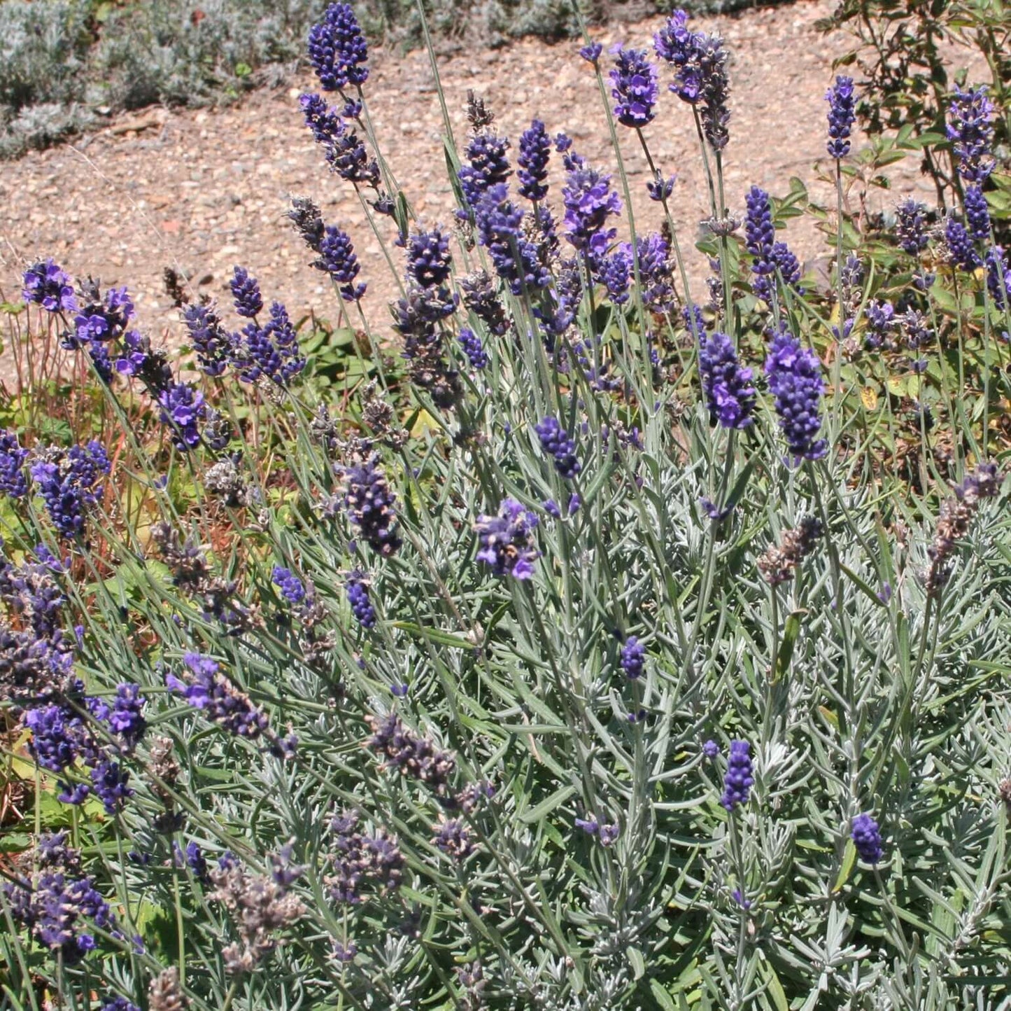 Hidcote Lavender (7909601083647)