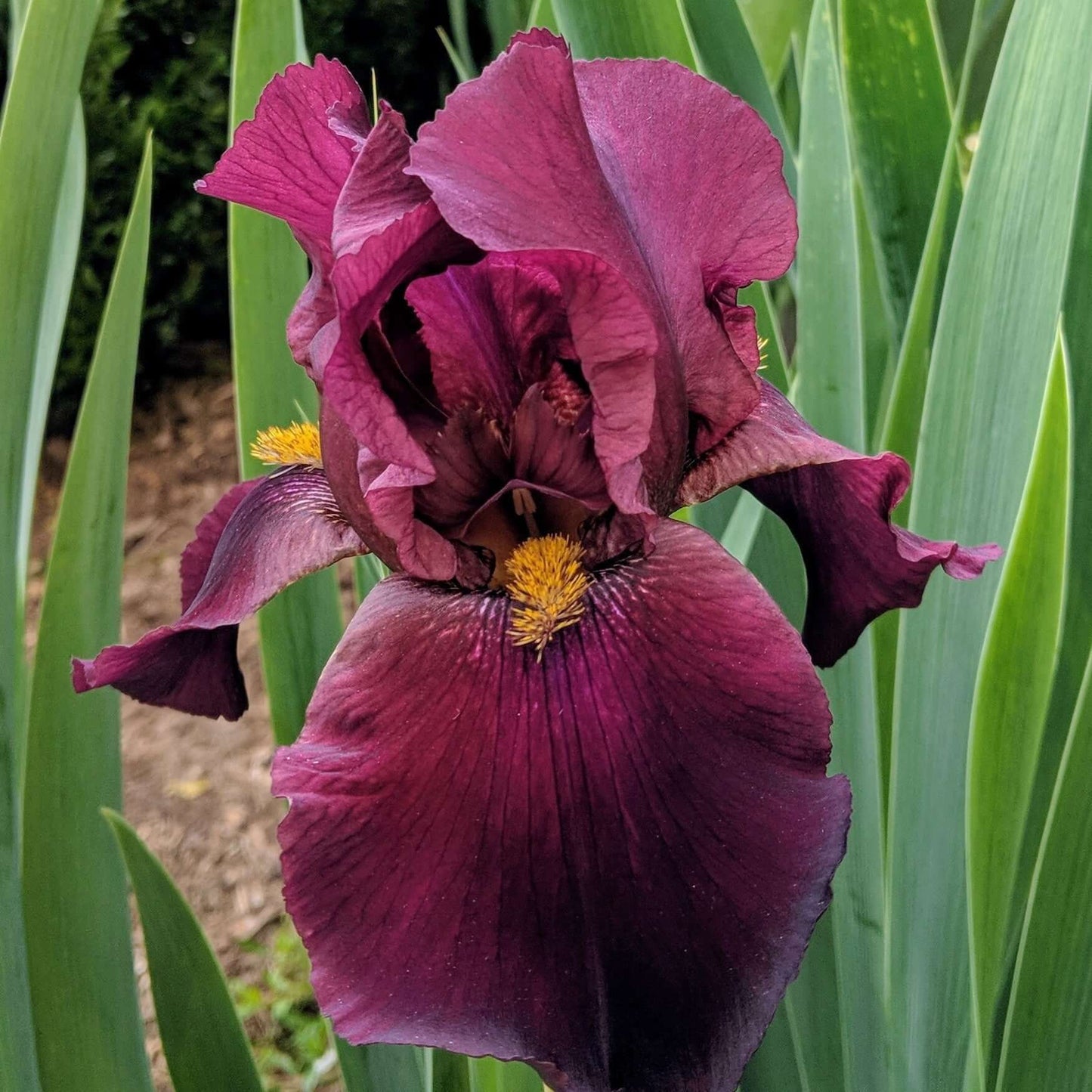 Iris germanica Ida Red (8027754037503)