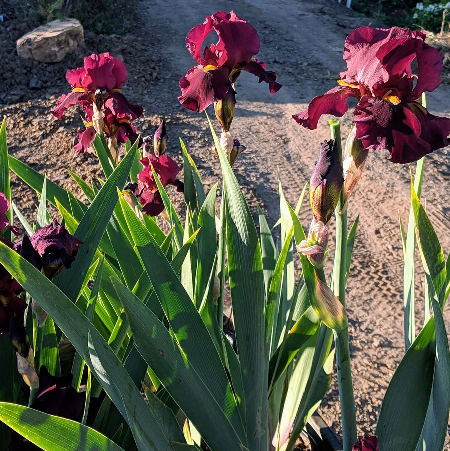 Iris germanica Ida Red (8027754037503)