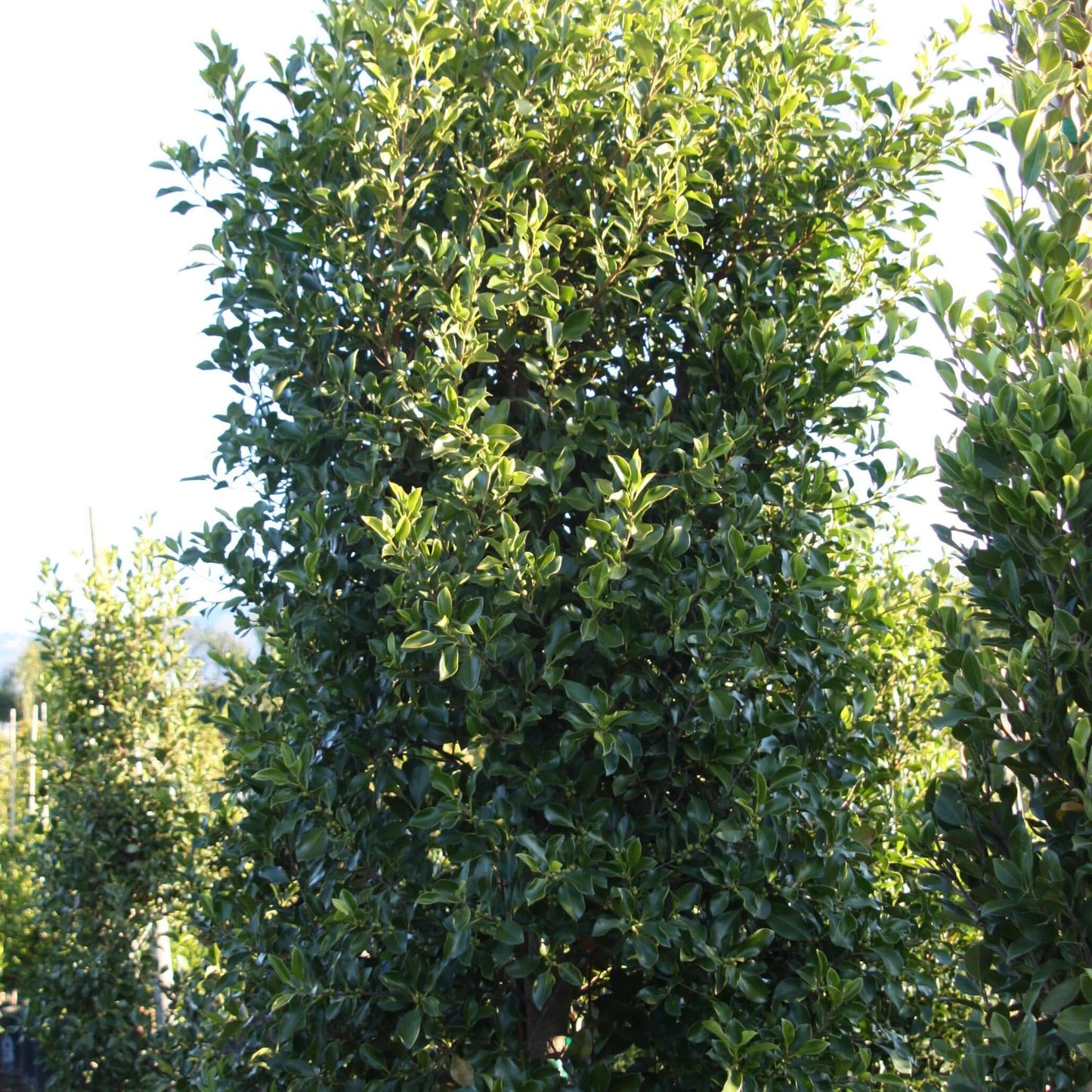 Indian Laurel Ficus 'Green Gem' Column (7931568193791)