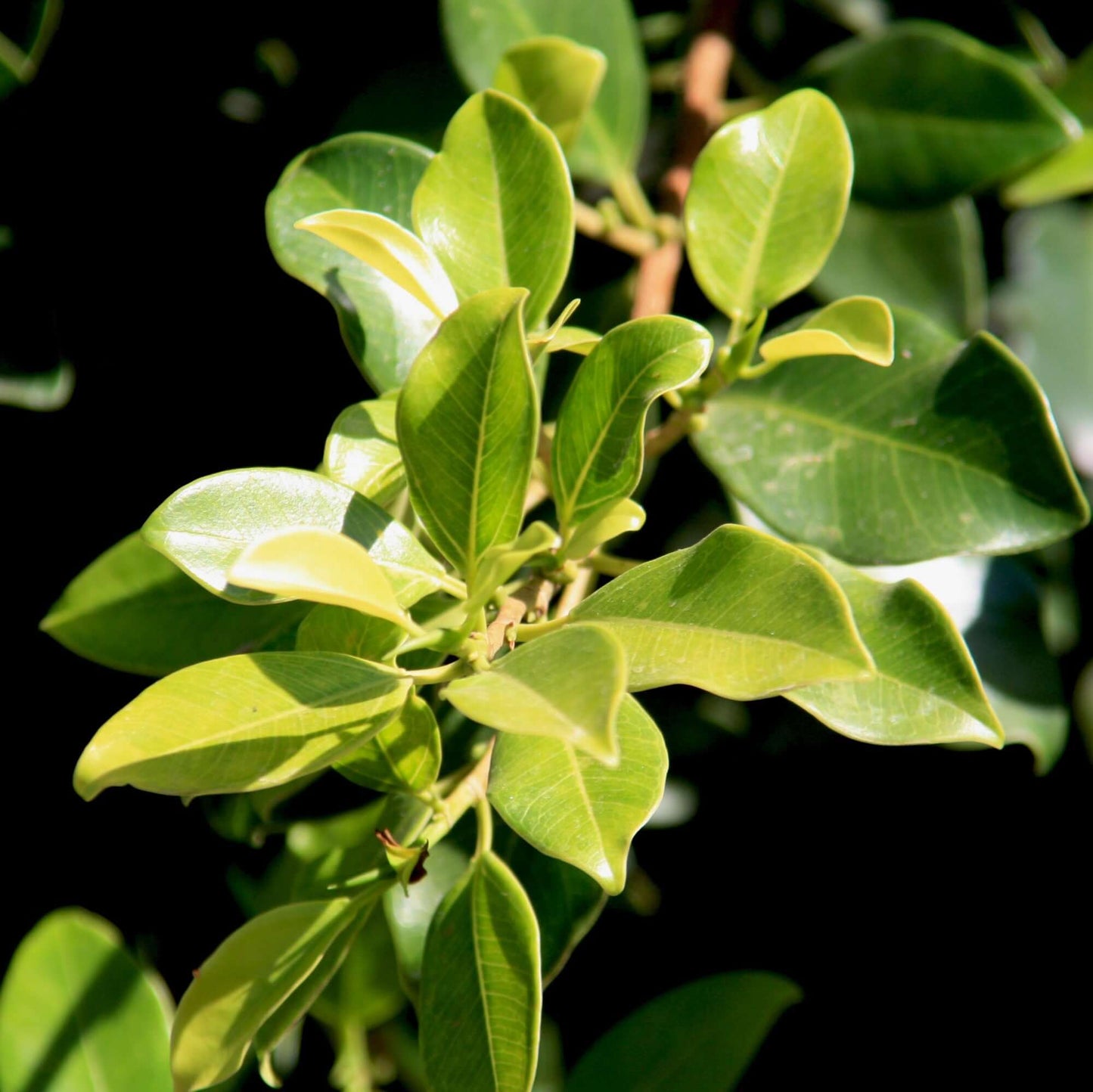 Indian Laurel Ficus 'Green Gem' Column (7931568193791)