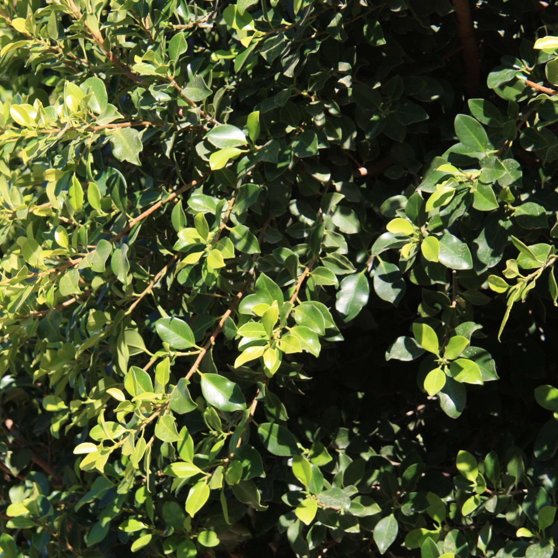 Indian Laurel Ficus 'Green Gem' Column (7931568193791)