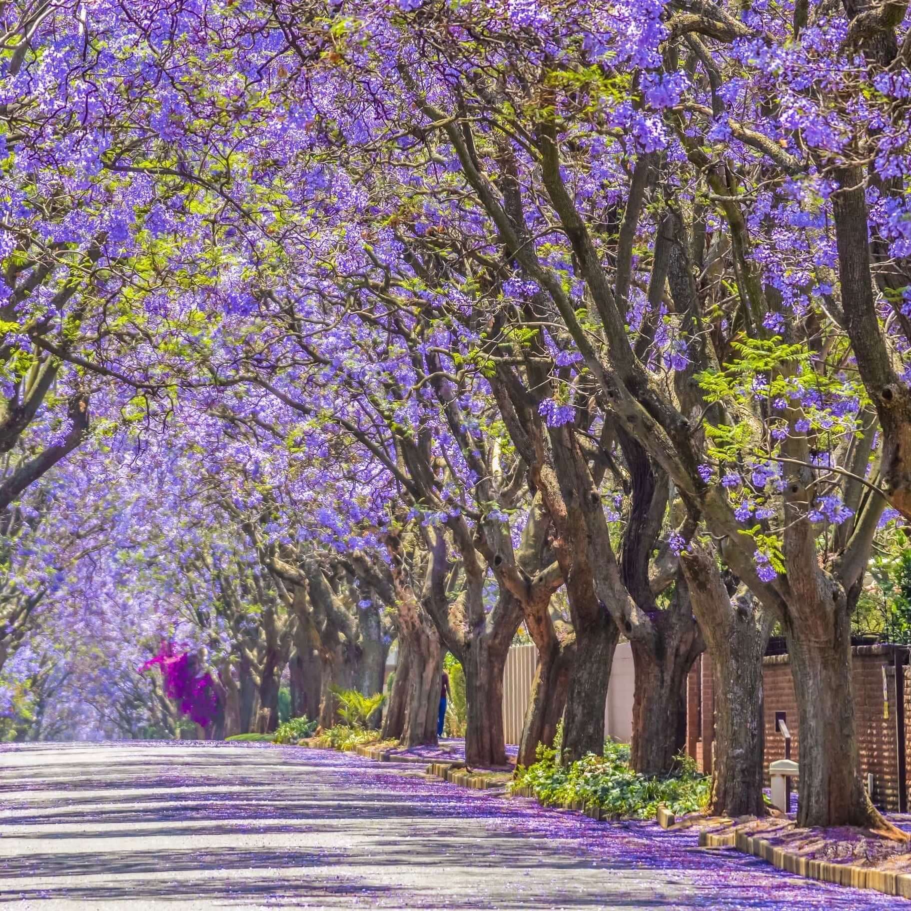 Jacaranda Tree