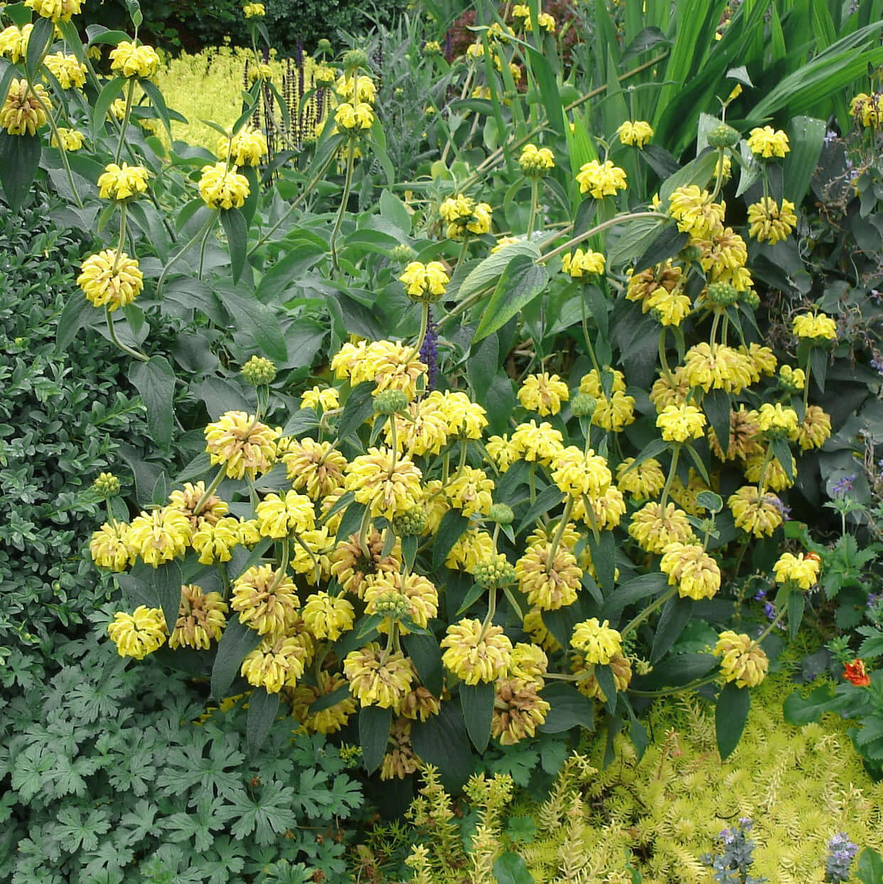 sage plant fertilizer Jerusalem Sage (5 Gal), Phlomis fruticosa