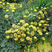 Jerusalem Sage (7927859314943)