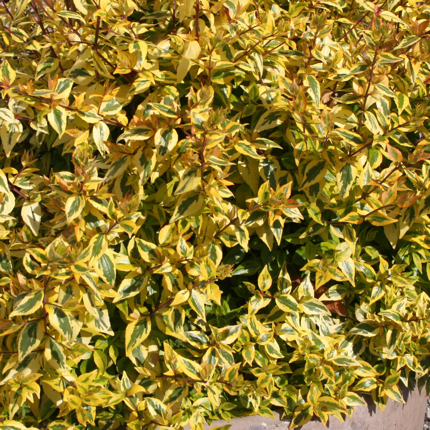 Kaleidoscope Variegated Abelia (7887361605887)