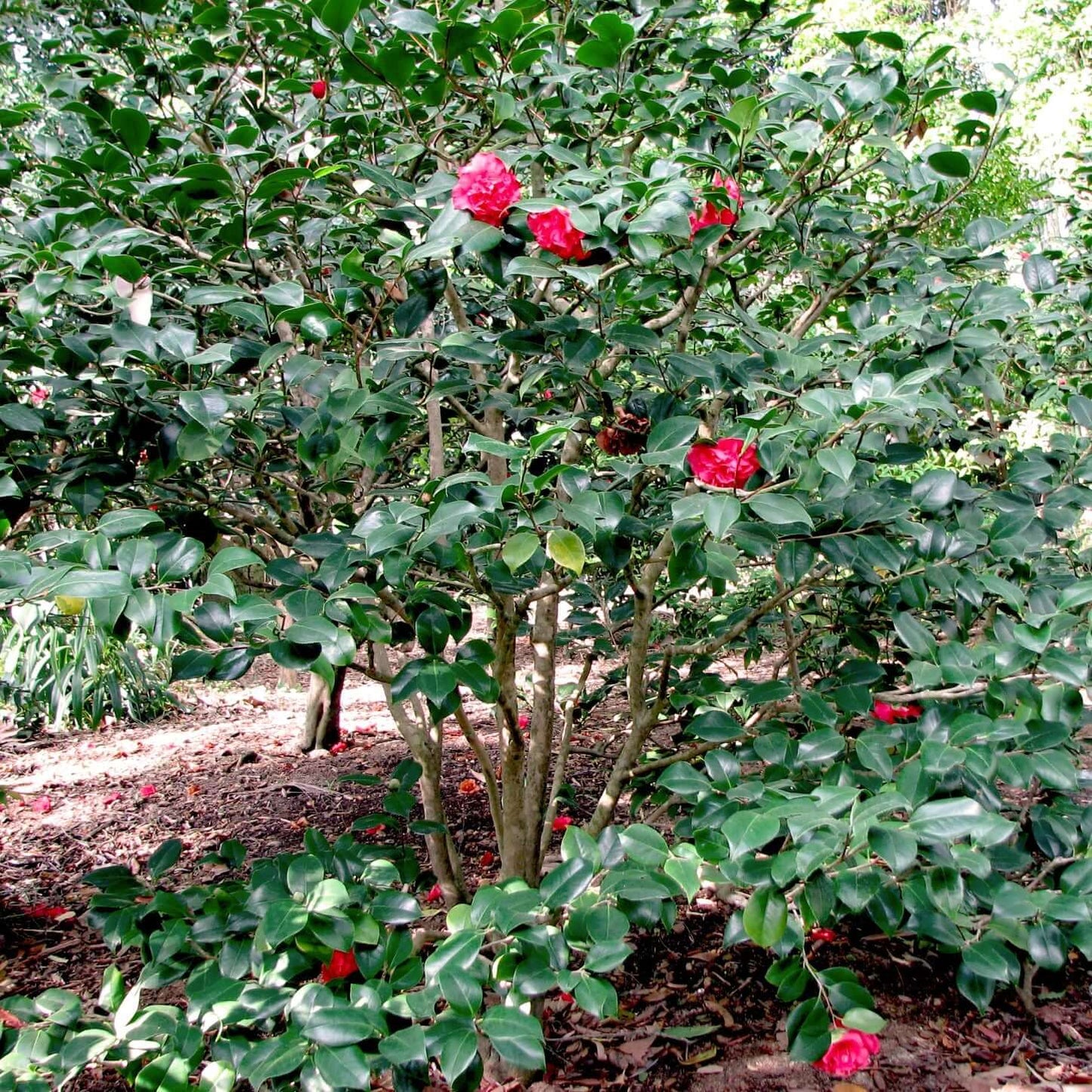 Kramer's Supreme Camellia (7920912204031)