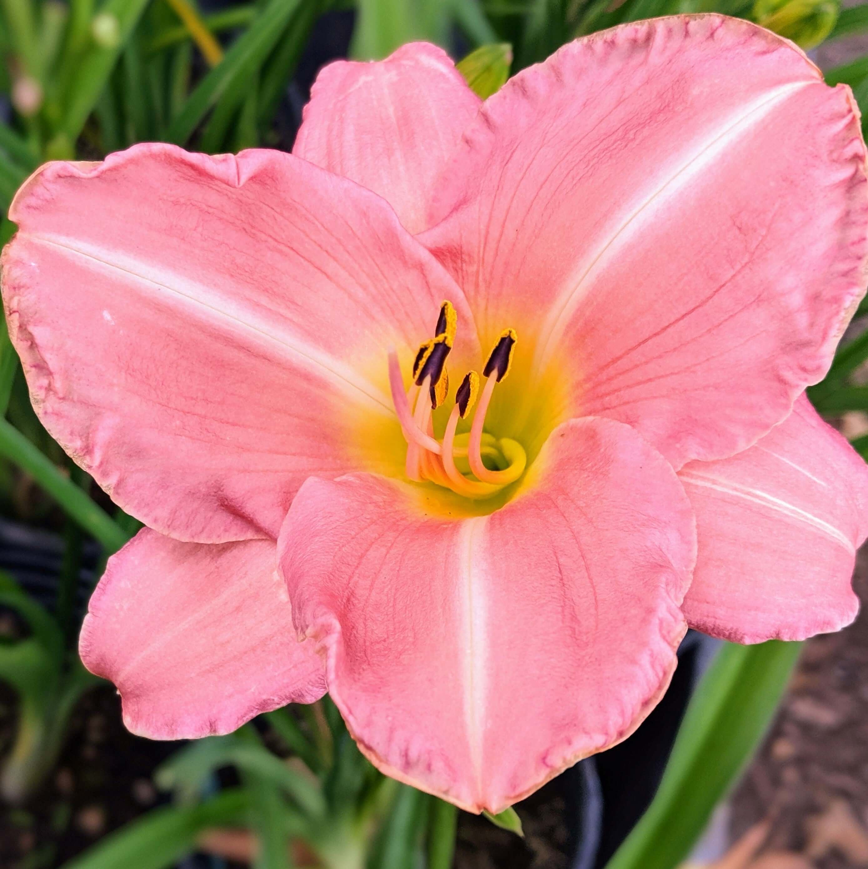 Pink daylily deals