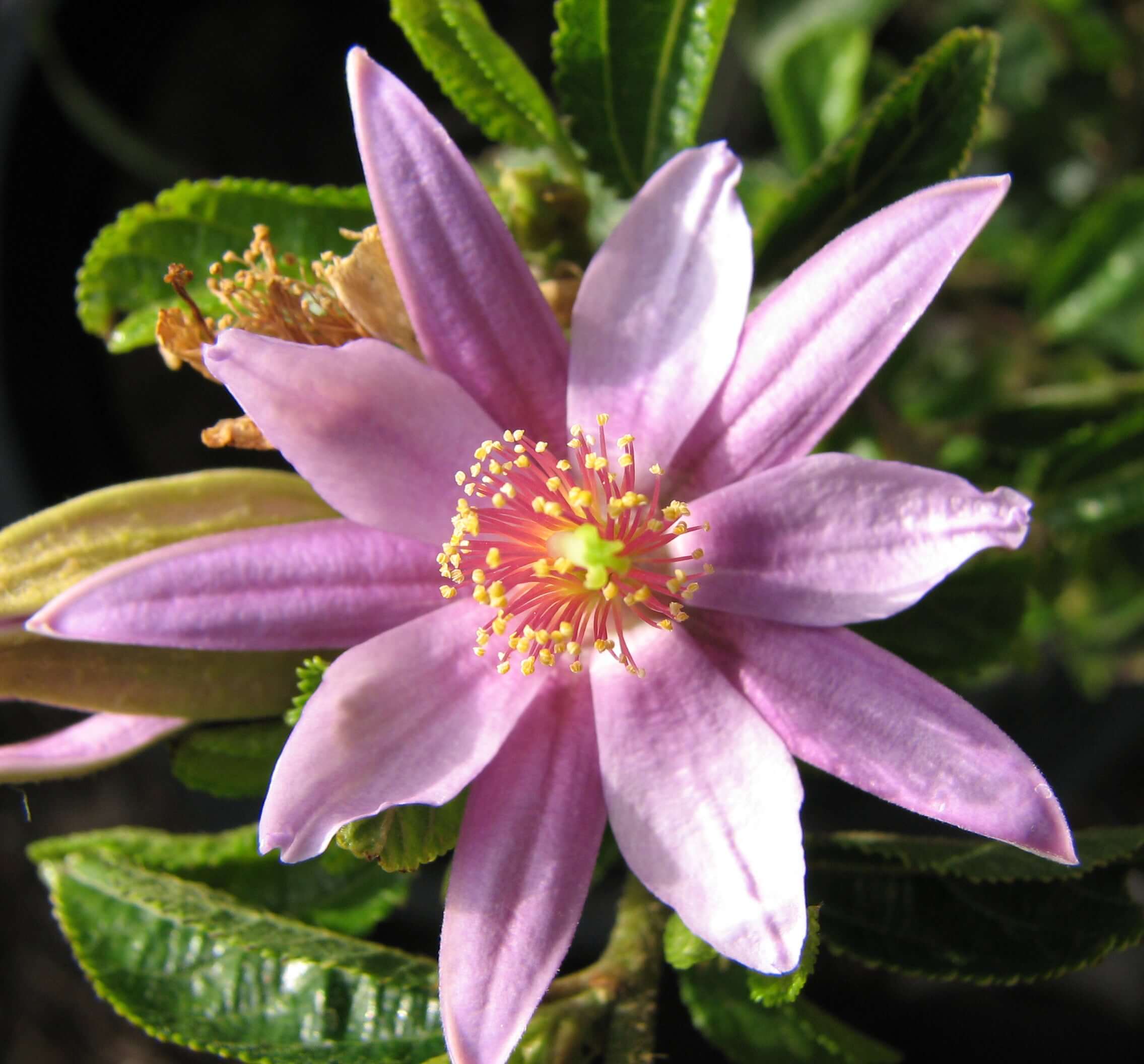 lavender star tree Lavender Star Flower (Grewia occidentalis Staked) – Plants Express