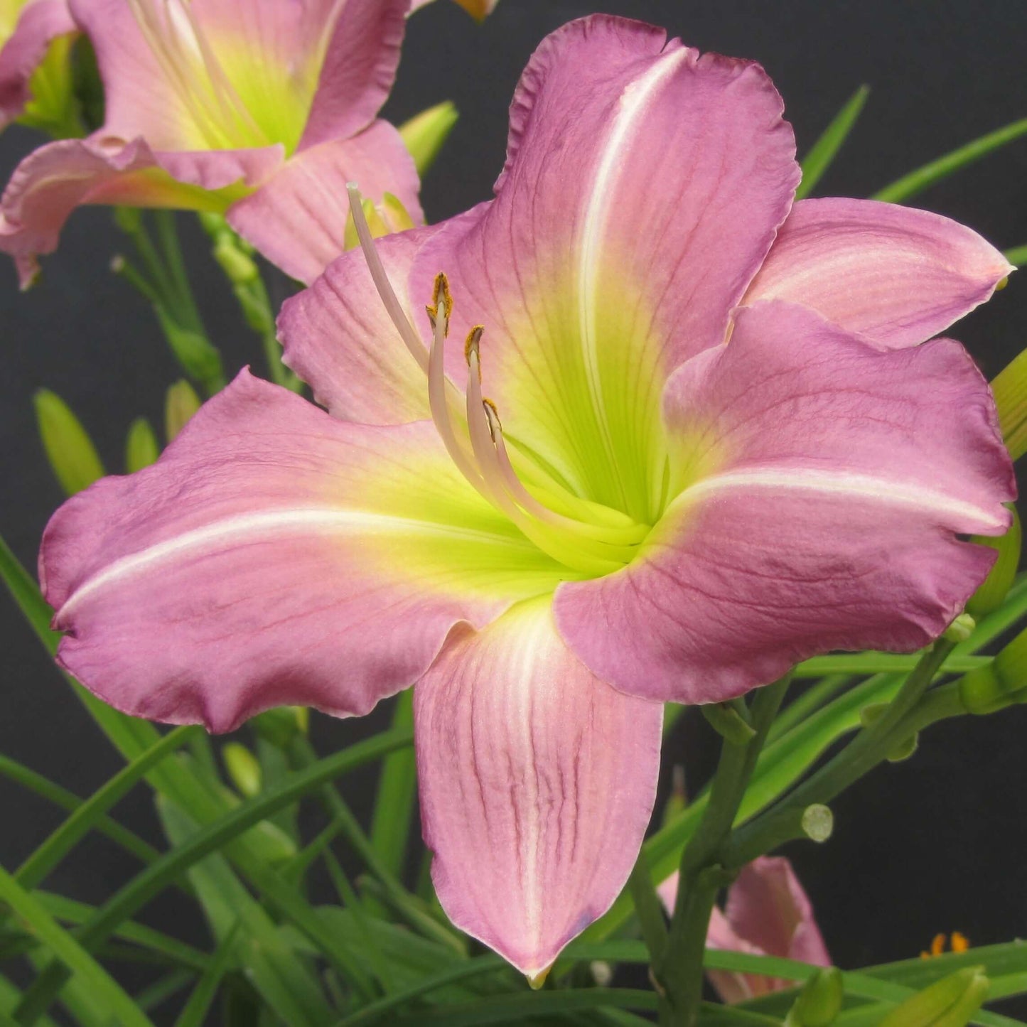 Hemerocallis Lavender Vista Daylily (8027754070271)