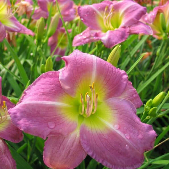 Hemerocallis Lavender Vista Daylily (8027754070271)