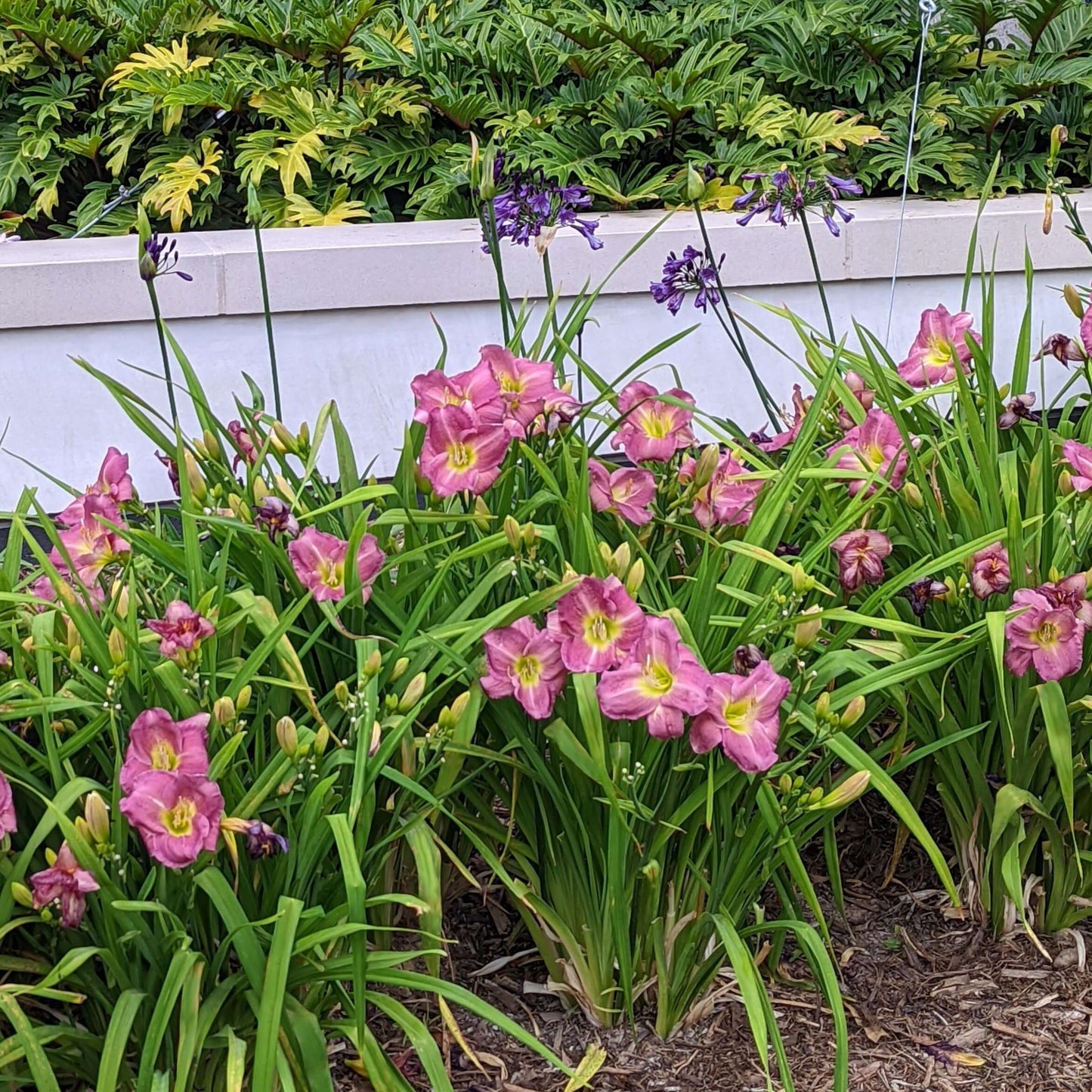 Hemerocallis Lavender Vista Daylily (8027754070271)