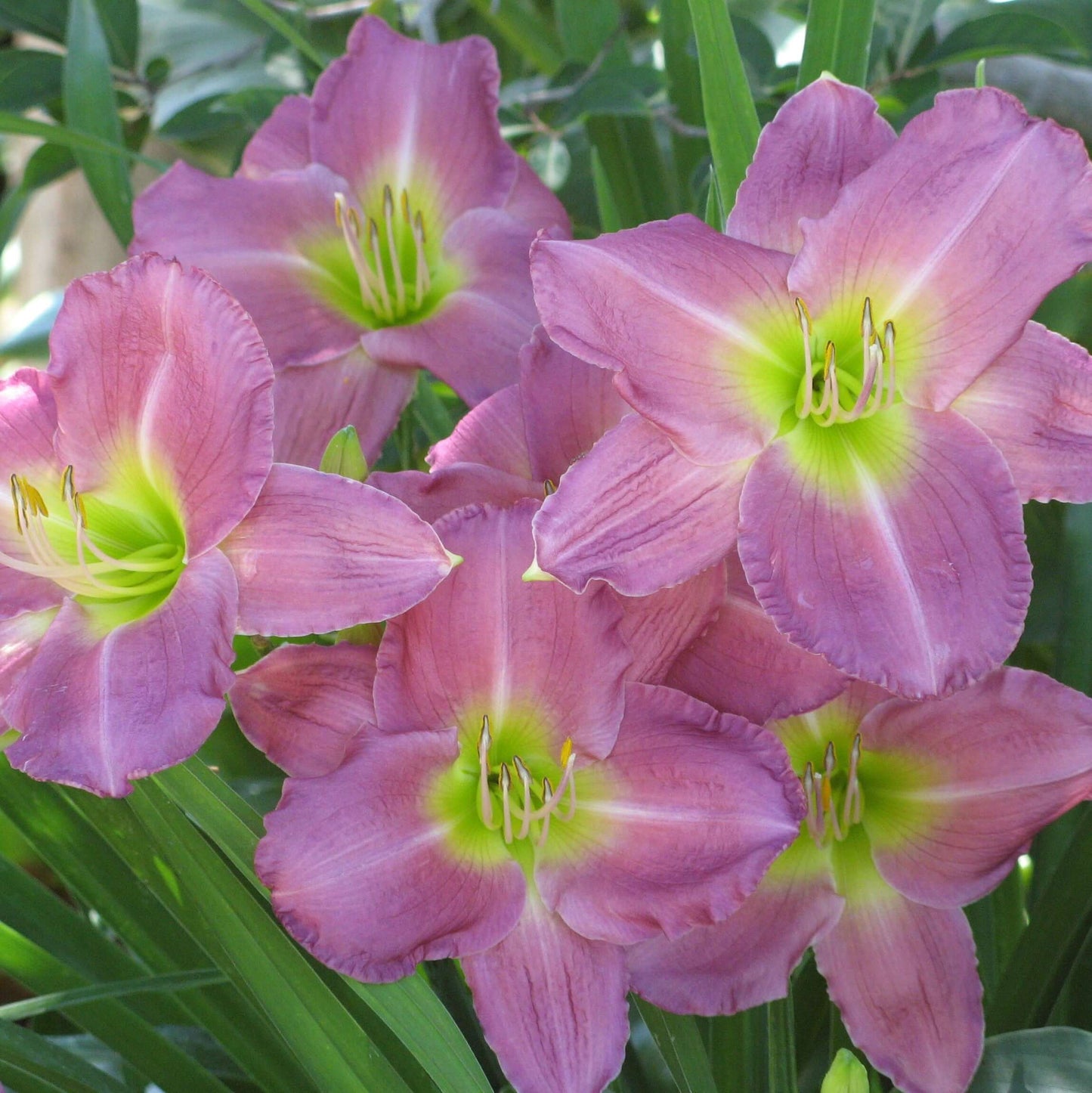 Hemerocallis Lavender Vista Daylily (8027754070271)