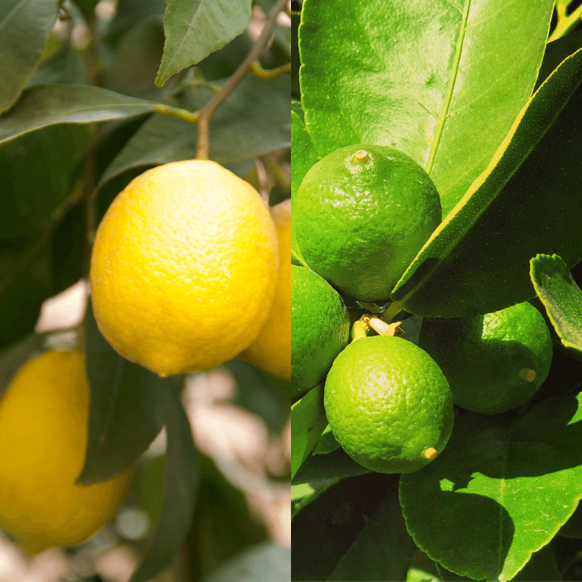 Meyers Lemon Bearss Lime 2 Pack Citrus Trees