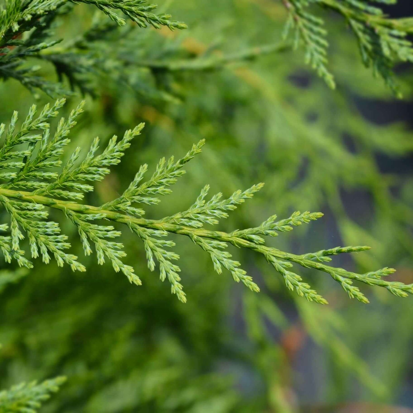 Leyland Cypress tree (7823949889791)