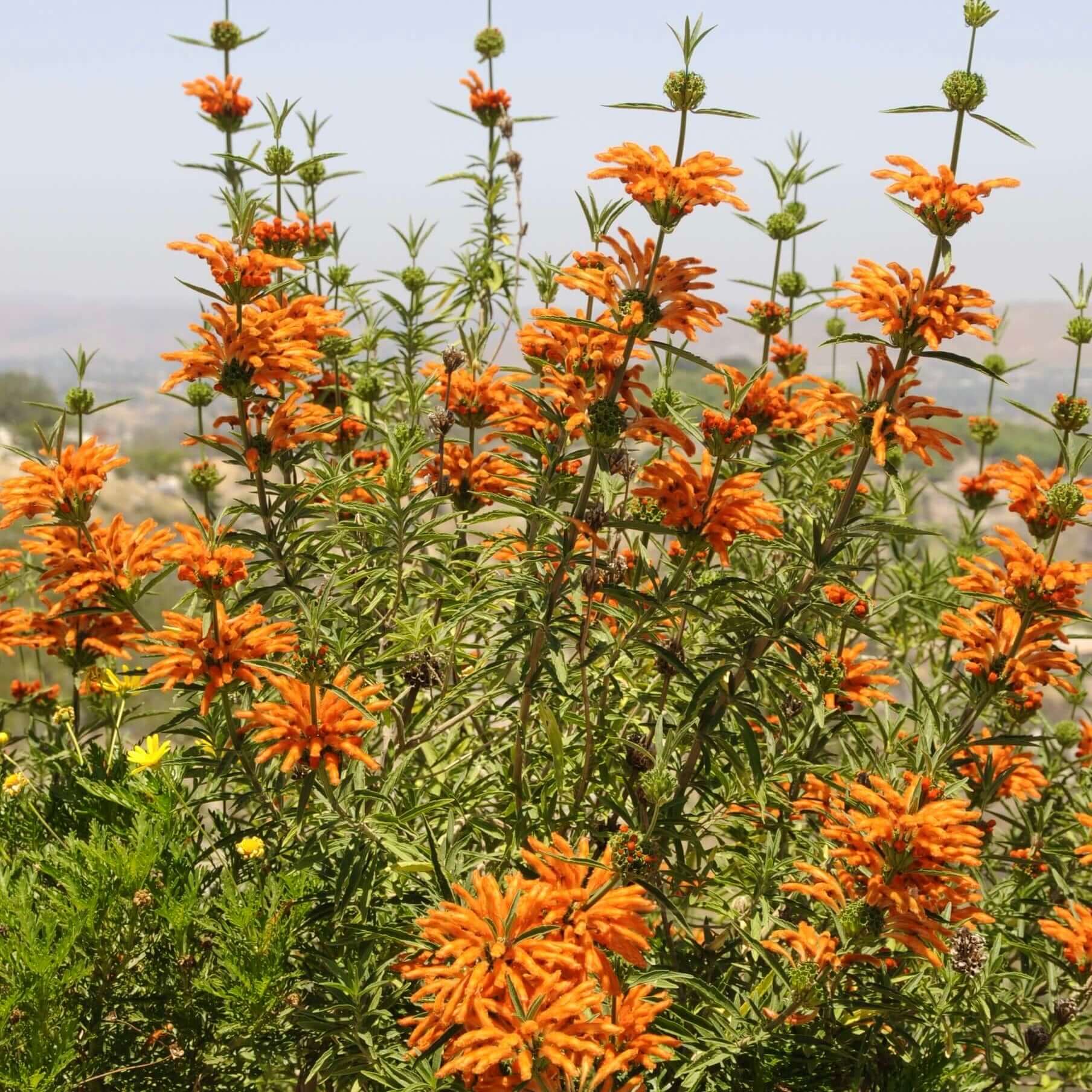 lion succulent Lion's Tail (Leonotis leonurus)