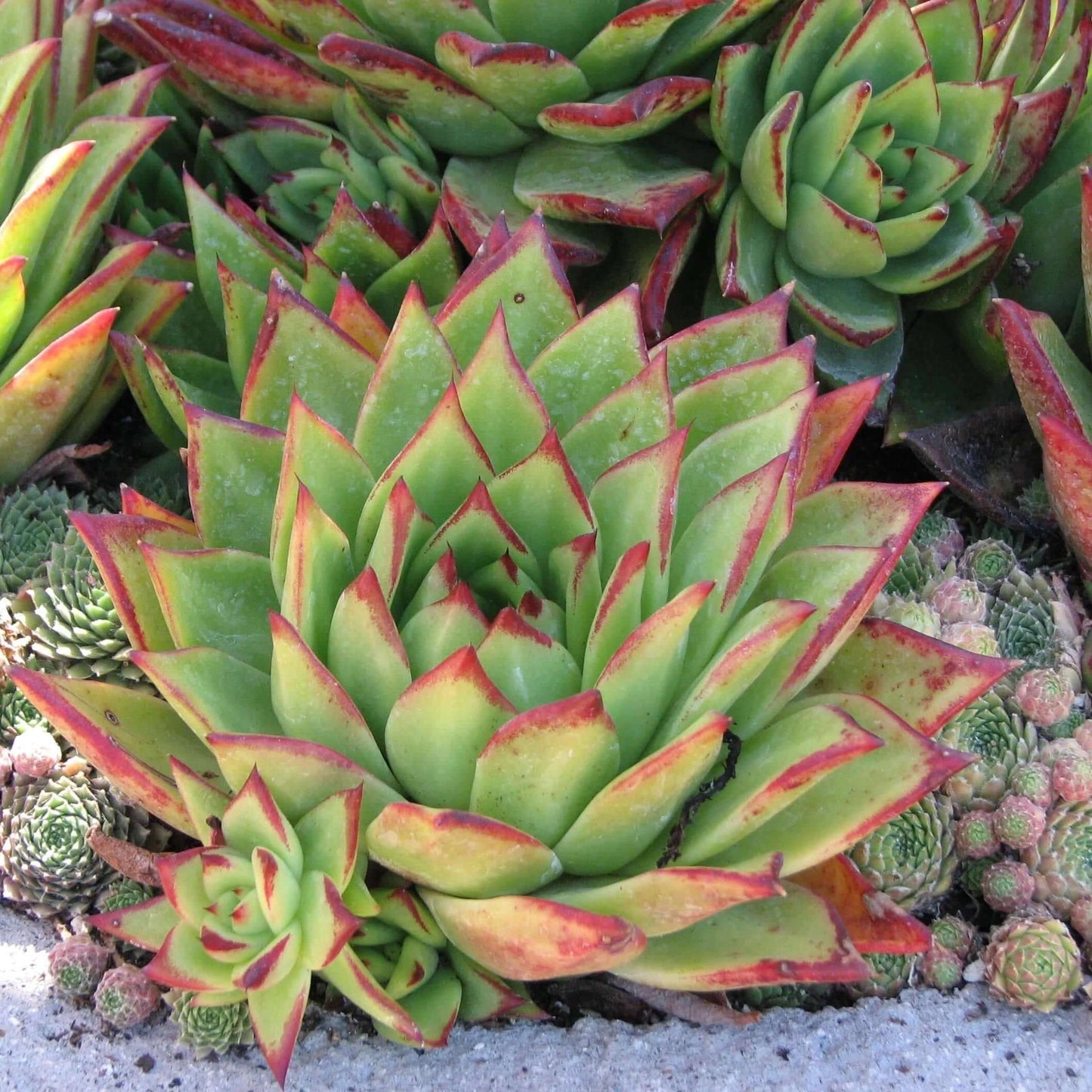 Lipstick Echeveria (7901244358911)