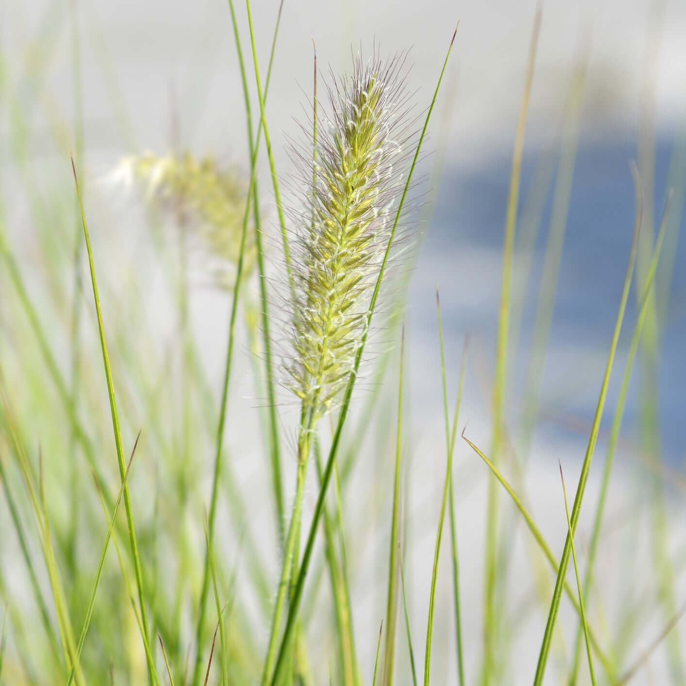 Pennisetum alopecuroides 'Little Bunny' (Cenchrus) (7994782712063)