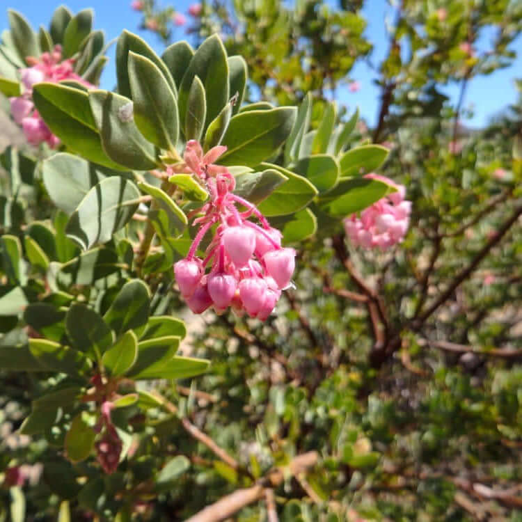 Louis Edmunds Manzanita (7890186436863)