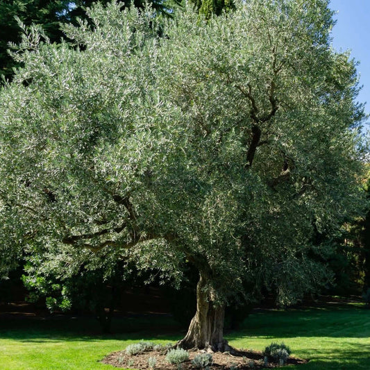 Manzanillo Olive Tree (7899133018367)