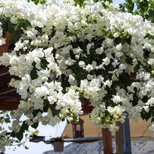 Mary Palmer's Enchantment Bougainvillea Staked (7863713726719)