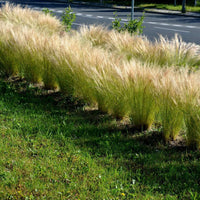 Mexican Feather Grass (7823954116863)