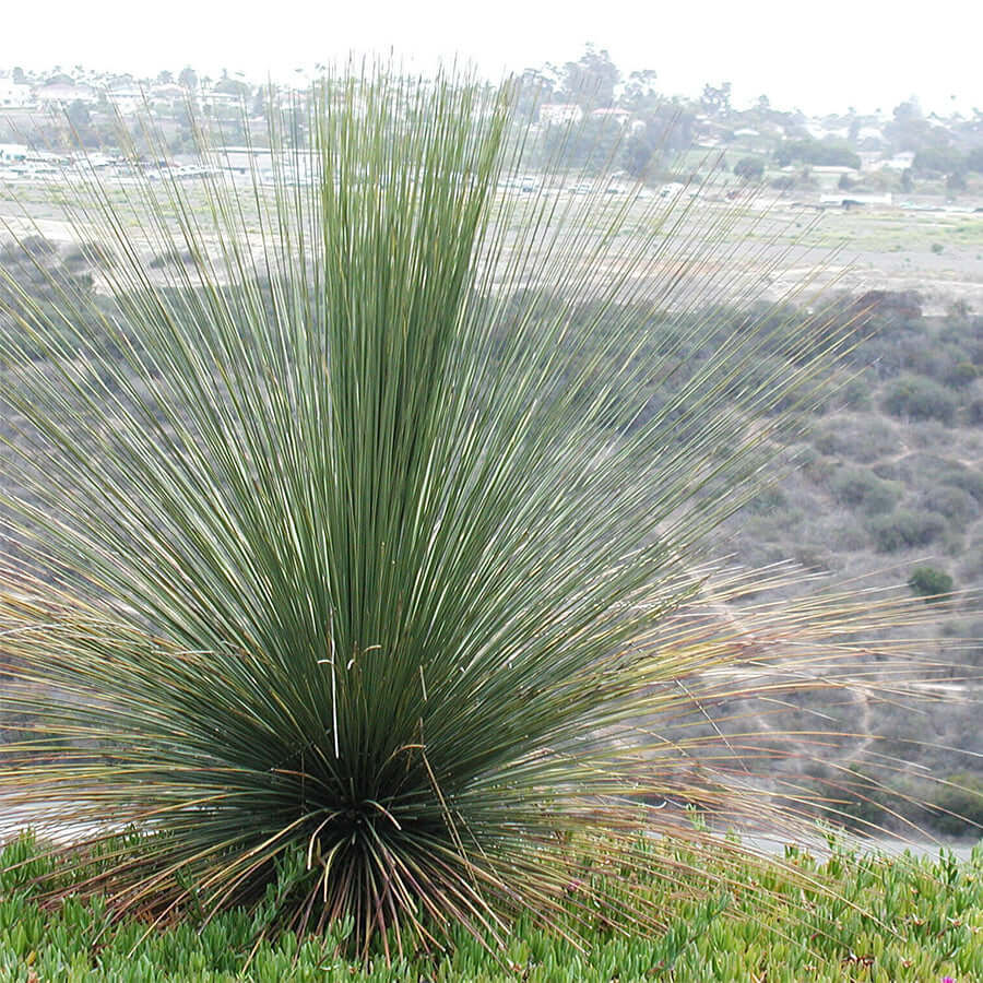 Mexican Grass Tree Planted Landscape California