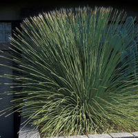 Mexican Grass Tree Planted Landscape
