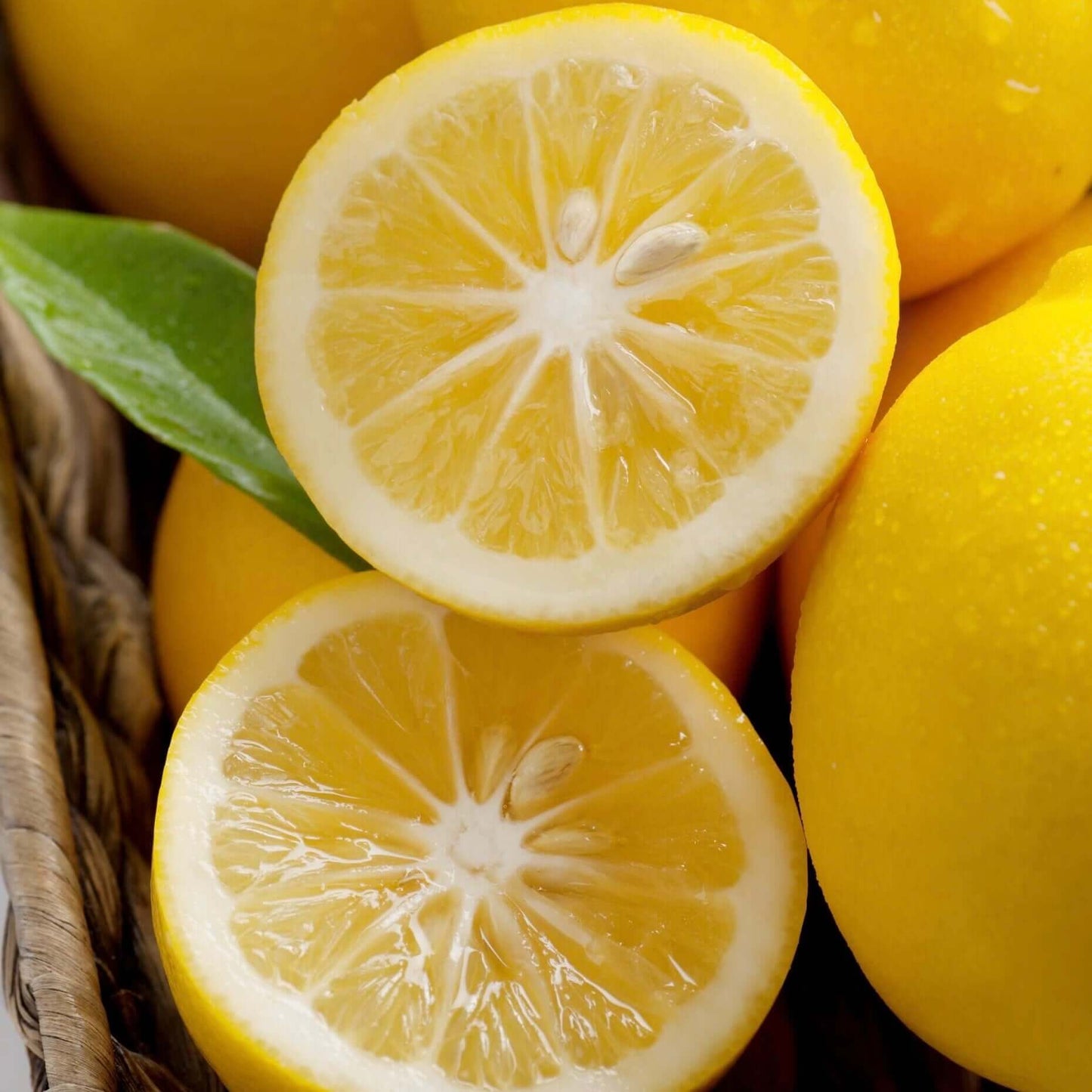 Meyer Lemon Tree (7863713857791)