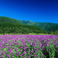 Salvia leucantha (7823953363199)