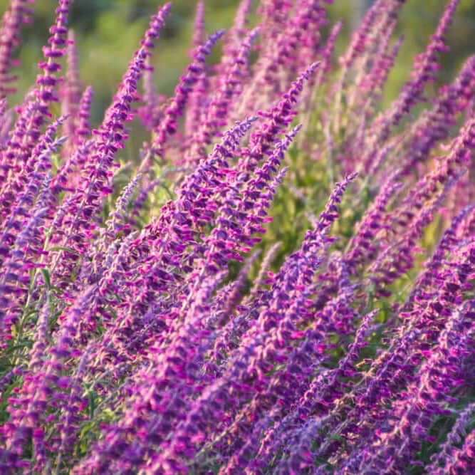 mexican lavender plant Mexican Bush Sage Salvia Leucantha Purple Flowering Shrub 5 Gallon Live Plant USDA Zone 9-11