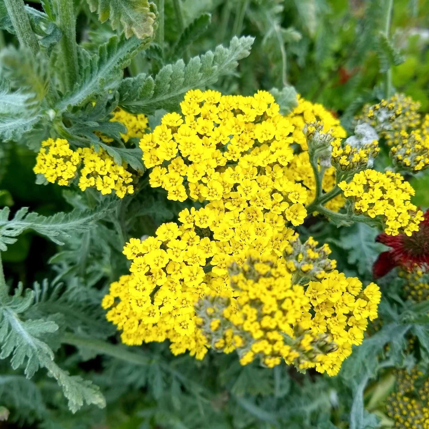 Moonshine Yarrow Planted Landscape Yellow Flowers