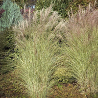 Miscanthus sinensis 'Morning Light' (7994783006975)