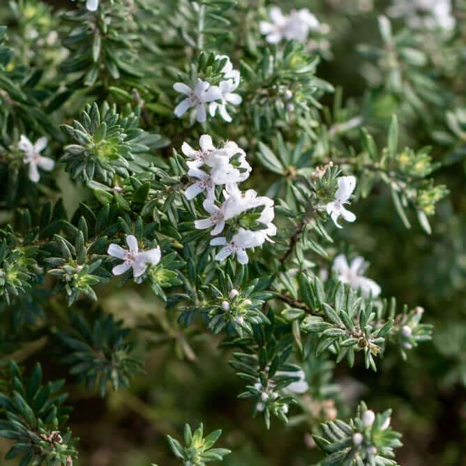 Mundi Low Coast Rosemary (7898281607423)