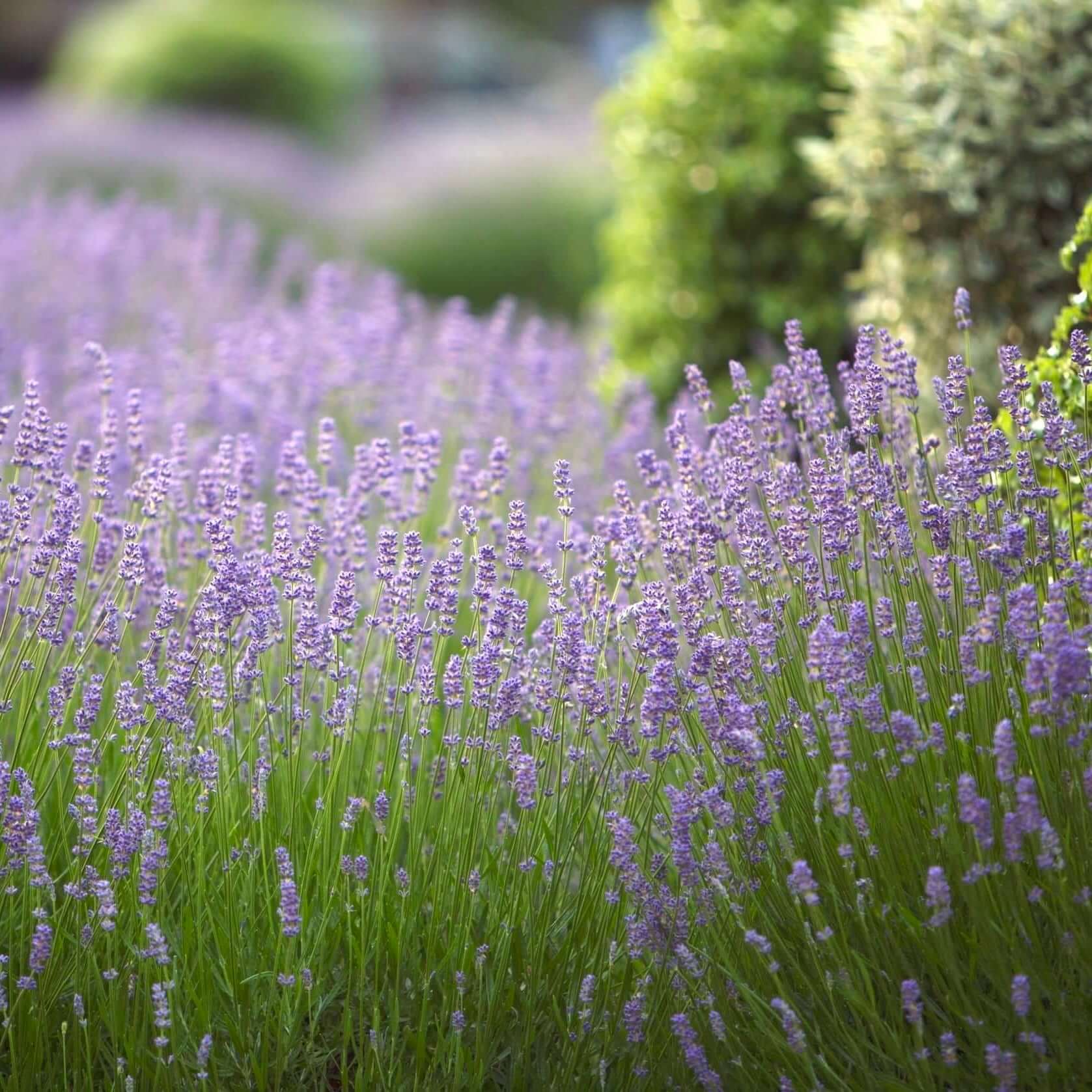 English Lavender | Plants Express