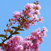 Muskogee Crape Myrtle Tree (7823950708991)