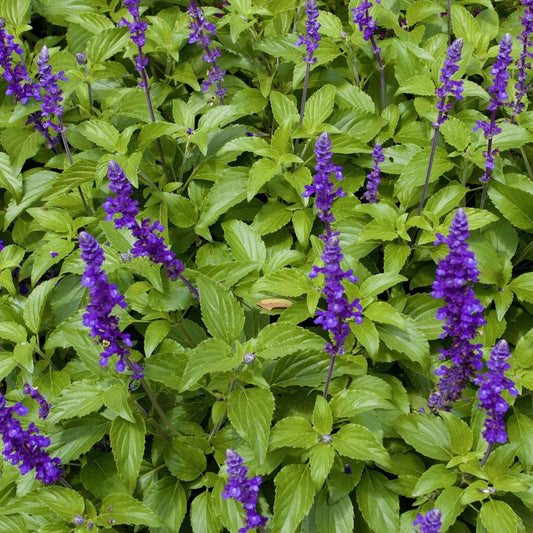 Salvia Mystic Spires (7823953330431)