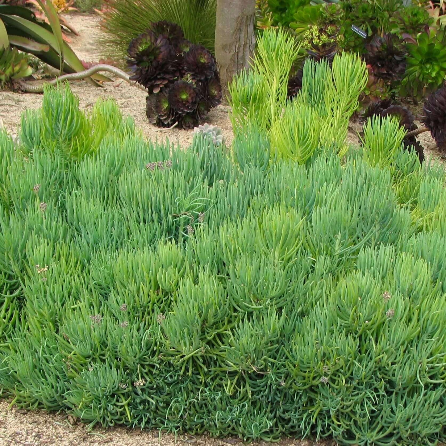 Narrow-Leaf Chalksticks (7863715266815)