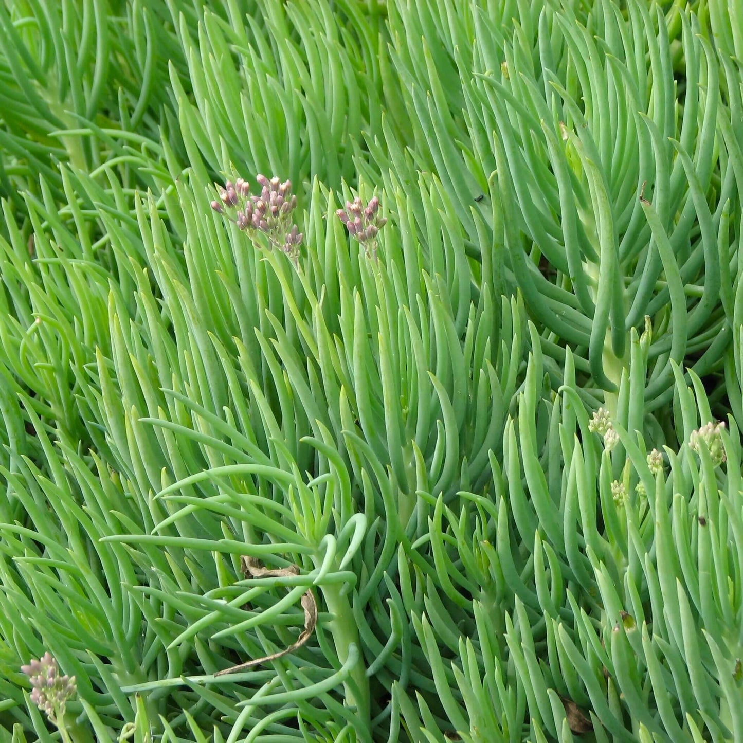 Narrow-Leaf Chalksticks (7863715266815)