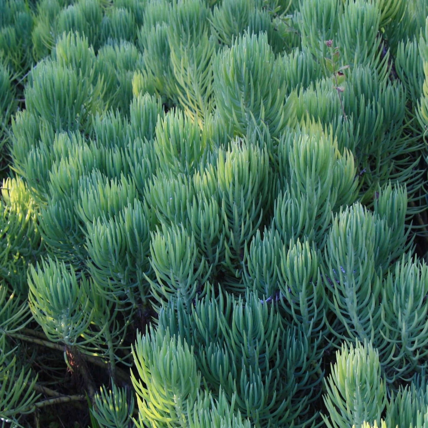 Narrow-Leaf Chalksticks (7863715266815)
