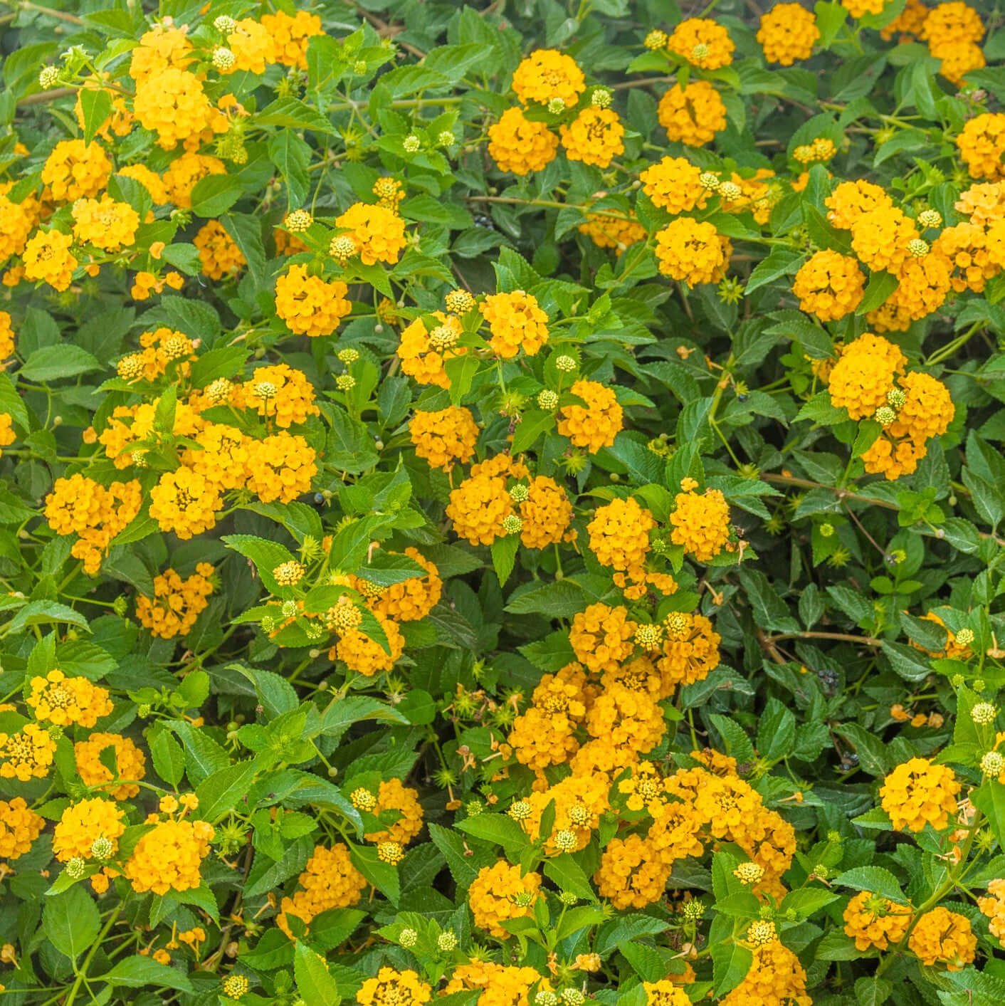 New Gold Trailing Lantana (7909601116415)