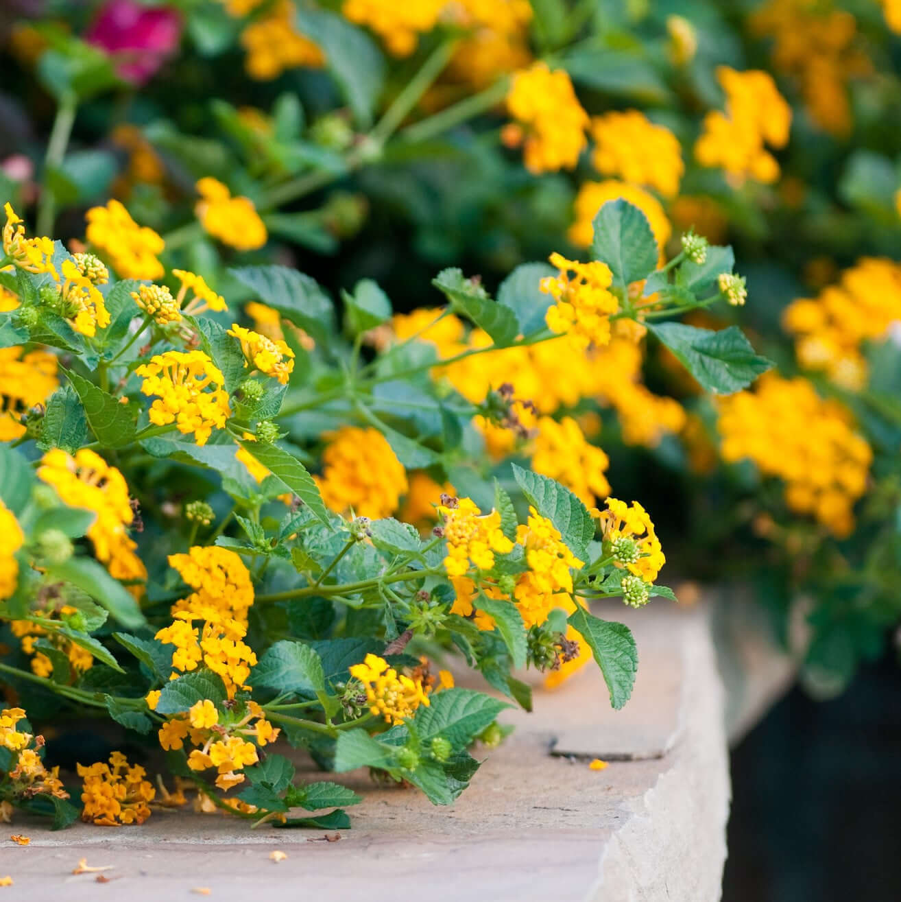 trailing succulent with yellow flowers New Gold Trailing Lantana 4-Pack (Lantana x 'New Gold') - 1 Gal